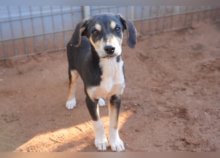 Leon, Lino, Lefis und Lina suchen ab sofort ein Zuhause