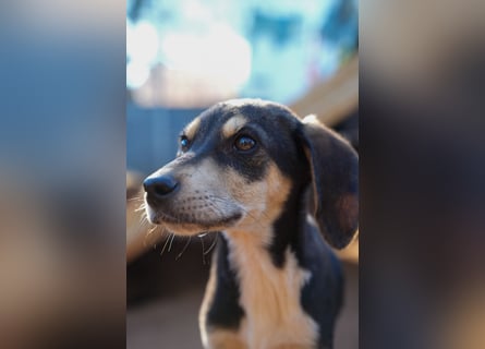 Leon, Lino, Lefis und Lina suchen ab sofort ein Zuhause