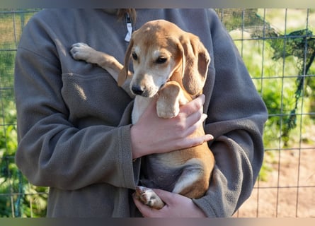 Leon, Lino, Lefis und Lina suchen ab sofort ein Zuhause