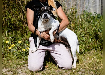 Typisch Frohnatur ♦️I Z Z Y ♦️ in der Cantinho da Milu ⏳ 1/2026