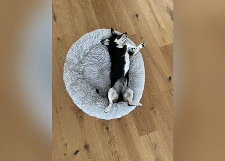 Buddy sucht ein neues Zuhause