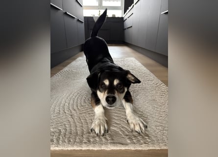 Buddy sucht ein neues Zuhause