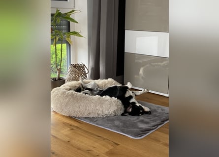 Buddy sucht ein neues Zuhause