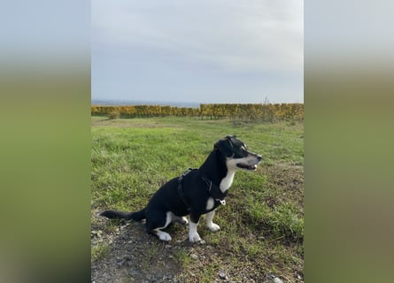 Buddy sucht ein neues Zuhause