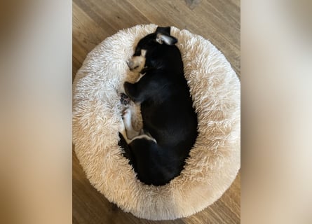 Buddy sucht ein neues Zuhause