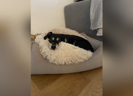 Buddy sucht ein neues Zuhause