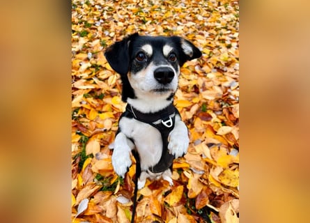 Buddy sucht ein neues Zuhause
