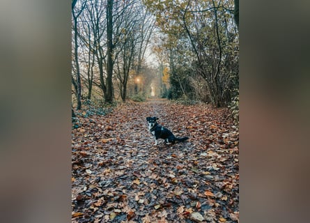 Buddy sucht ein neues Zuhause