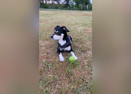 Buddy sucht ein neues Zuhause