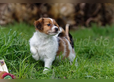 Jack Russell Terrier Welpen in Tricolor und Merl abzugeben!