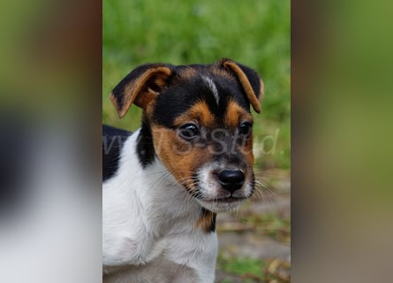 Jack Russell Terrier Welpen in Tricolor und Merl abzugeben!