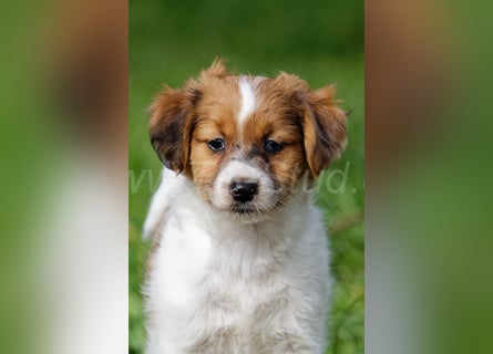 Jack Russell Terrier Welpen in Tricolor und Merl abzugeben!