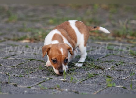 Jack Russell Terrier Welpen (Rüden) abzugeben!