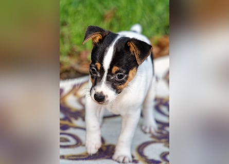 Jack Russell Terrier Welpen (Rüden) abzugeben!