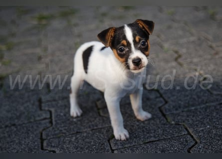 Jack Russell Terrier Welpen (Rüden) abzugeben!