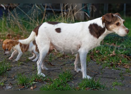 Jack Russell Terrier Welpen (Rüden) abzugeben!