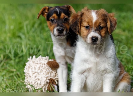 Jack Russell Terrier Welpen in Tricolor und Merl abzugeben!