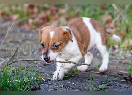 Jack Russell Terrier Welpen (Rüden) abzugeben!