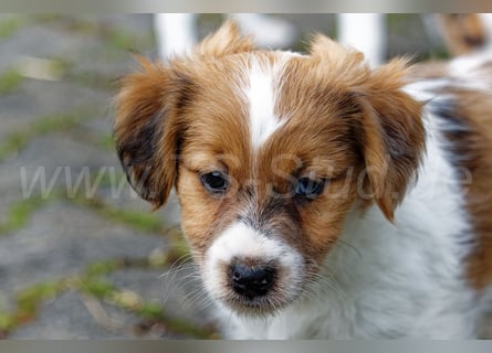 Jack Russell Terrier Welpen in Tricolor und Merl abzugeben!