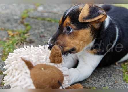 Jack Russell Terrier Welpen in Tricolor und Merl abzugeben!