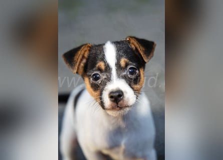 Jack Russell Terrier Welpen (Rüden) abzugeben!