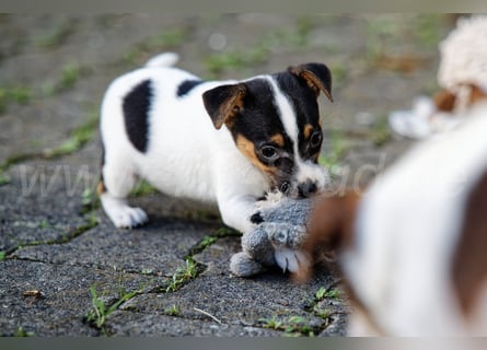 Jack Russell Terrier Welpen (Rüden) abzugeben!