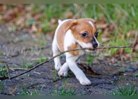 Jack Russell Terrier Welpen (Rüden) abzugeben!