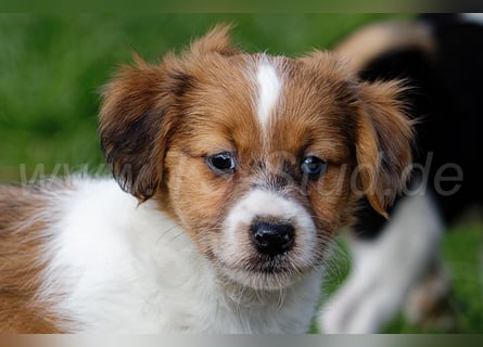 Jack Russell Terrier Welpen in Tricolor und Merl abzugeben!