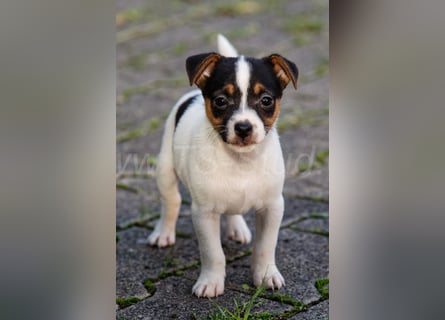 Jack Russell Terrier Welpen (Rüden) abzugeben!