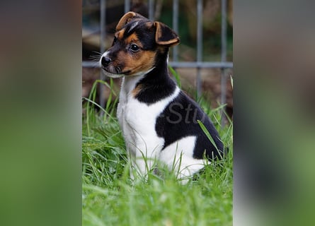 Jack Russell Terrier Welpen in Tricolor und Merl abzugeben!