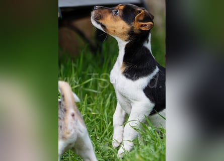 Jack Russell Terrier Welpen in Tricolor und Merl abzugeben!