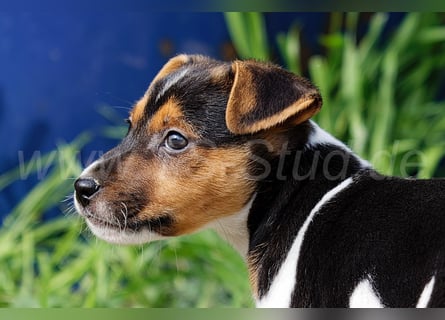 Jack Russell Terrier Welpen in Tricolor und Merl abzugeben!