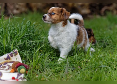 Jack Russell Terrier Welpen in Tricolor und Merl abzugeben!