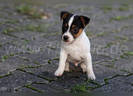 Jack Russell Terrier Welpen (Rüden) abzugeben!