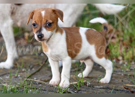 Jack Russell Terrier Welpen (Rüden) abzugeben!