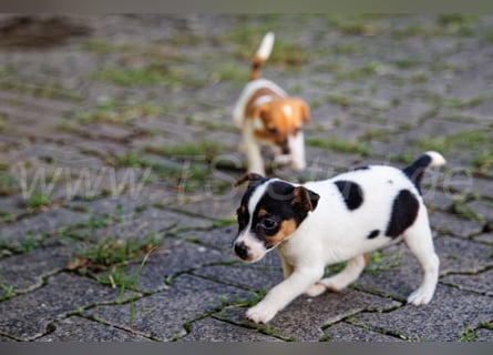 Jack Russell Terrier Welpen (Rüden) abzugeben!