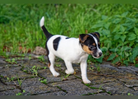 Jack Russell Terrier Welpen (Rüden) abzugeben!