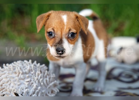 Jack Russell Terrier Welpen (Rüden) abzugeben!