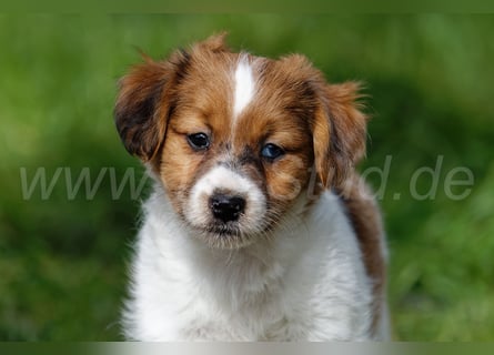 Jack Russell Terrier Welpen in Tricolor und Merl abzugeben!