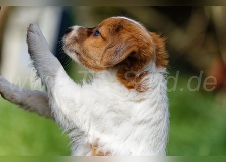 Jack Russell Terrier Welpen in Tricolor und Merl abzugeben!