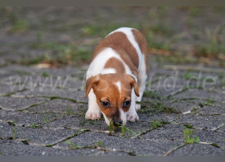 Jack Russell Terrier Welpen (Rüden) abzugeben!