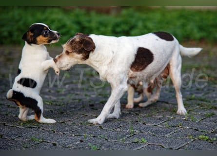Jack Russell Terrier Welpen (Rüden) abzugeben!