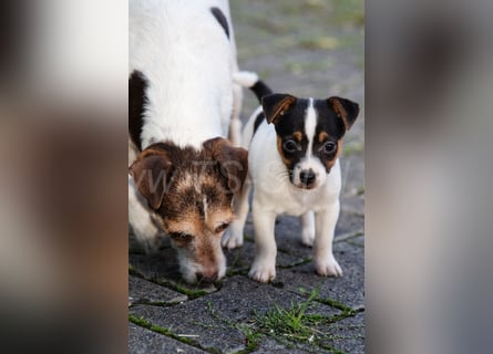 Jack Russell Terrier Welpen (Rüden) abzugeben!