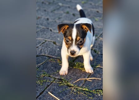 Jack Russell Terrier Welpen (Rüden) abzugeben!