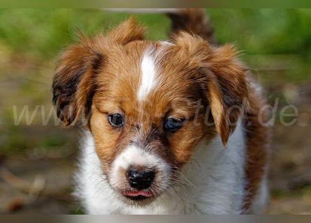 Jack Russell Terrier Welpen in Tricolor und Merl abzugeben!