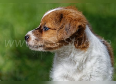 Jack Russell Terrier Welpen in Tricolor und Merl abzugeben!