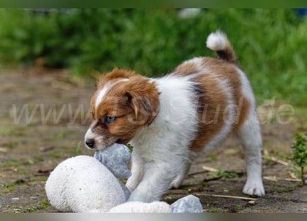 Jack Russell Terrier Welpen in Tricolor und Merl abzugeben!
