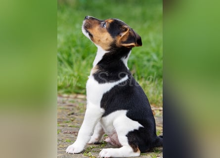Jack Russell Terrier Welpen in Tricolor und Merl abzugeben!