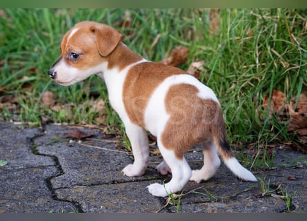 Jack Russell Terrier Welpen (Rüden) abzugeben!