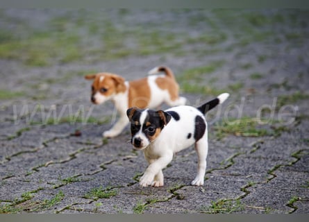 Jack Russell Terrier Welpen (Rüden) abzugeben!